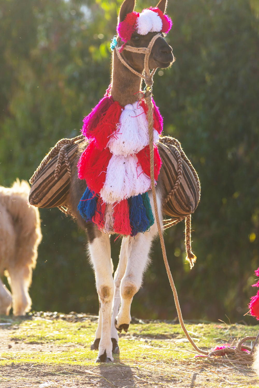 Llama For Transportation Of Possessions