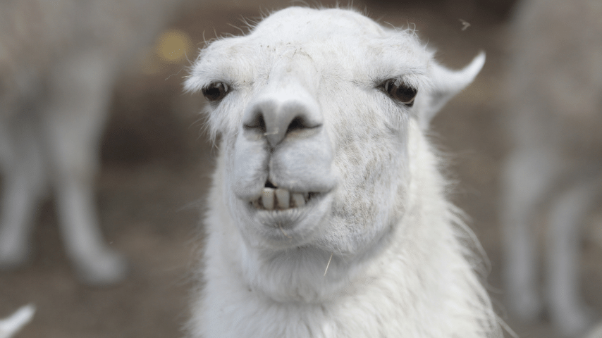 Llamas Friendly Vibe Face Seems To Give Off Warm Gaze