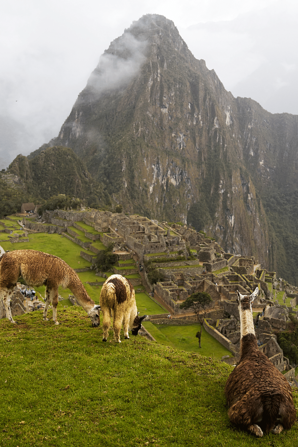 Llamas Thrive Well In Mountainous Regions