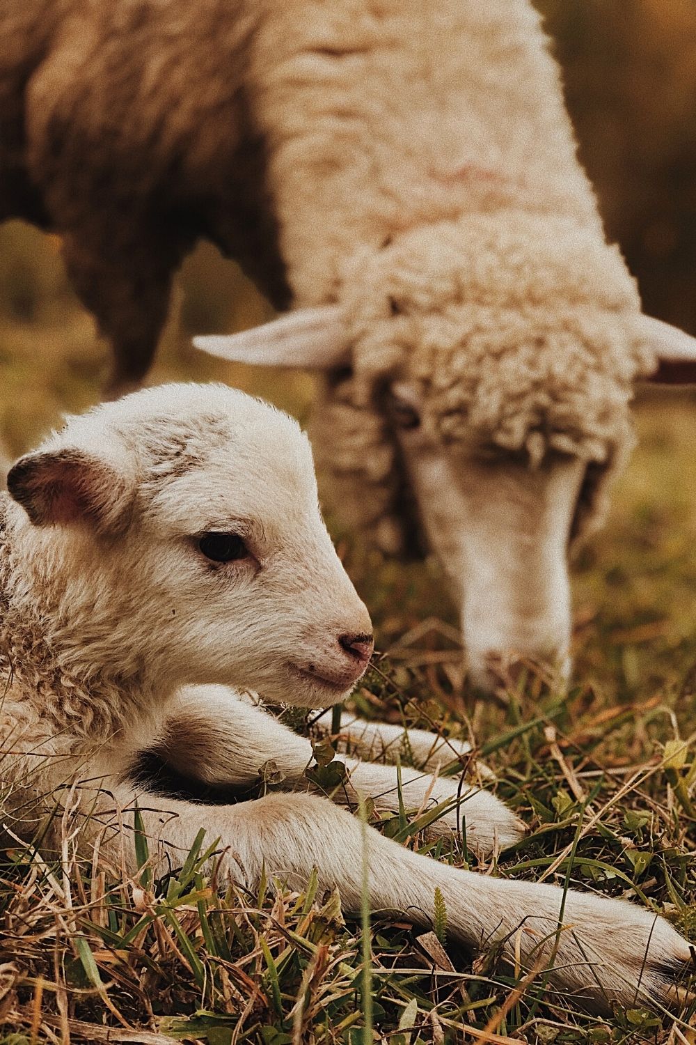Make sure an orphaned baby lamb has a proper shelter to keep it protected from the elements and keep it warm