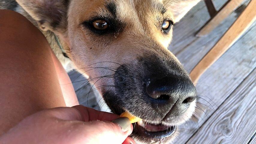 Make sure to test your dog's digestive system first by giving small portions of the Kohlrabi at first