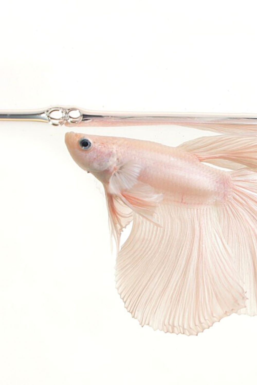 Male Betta fish produce bubble nests when the female Betta fish are fertile