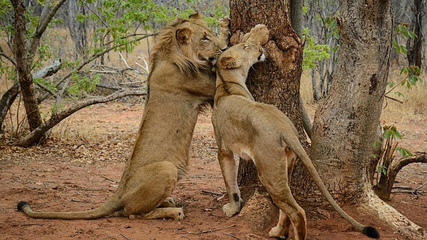Male lions are generally heavier, taller, and stronger than female lions