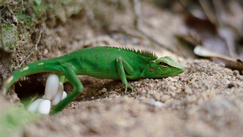 Most Lizards Reproduce By Laying Eggs