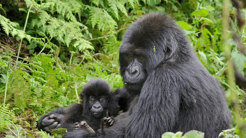 Mountain Gorillas