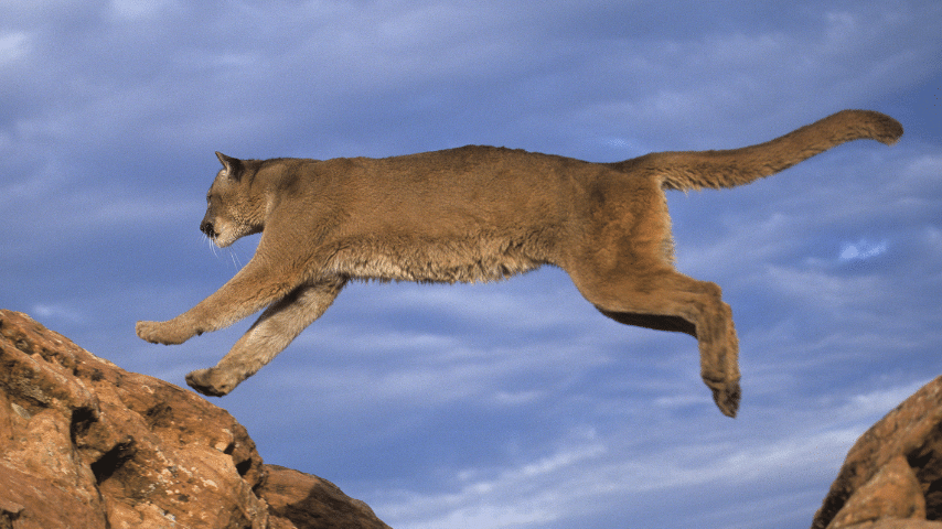 Mountain Lion Can Jump Straight Up Into The Air Reaching Heights Of Over 5ft