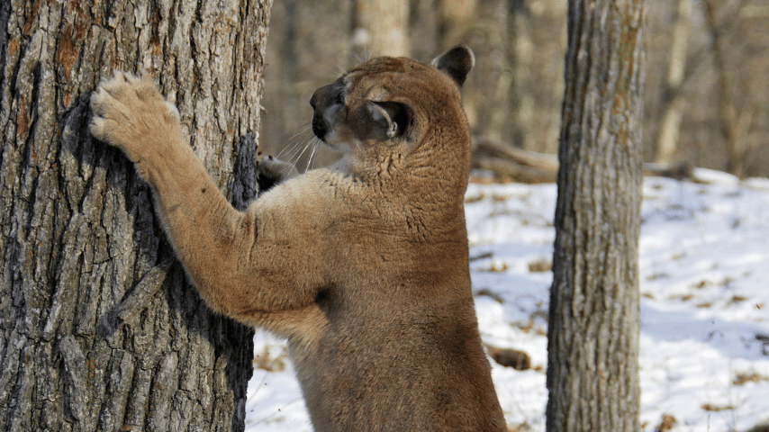 Mountain Lion Mark Their Territory By Urinating And Leaving Large Scratch Marks On Trees