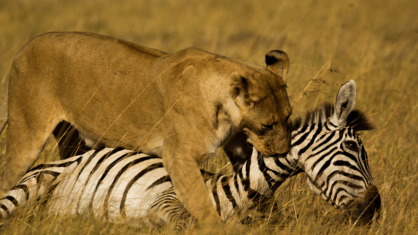 Mountain Lion Preys On Larger Animals