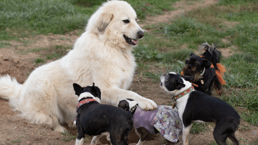 Multiple Dogs In A Household May Compete For Resources, Leading To Death Of Puppies