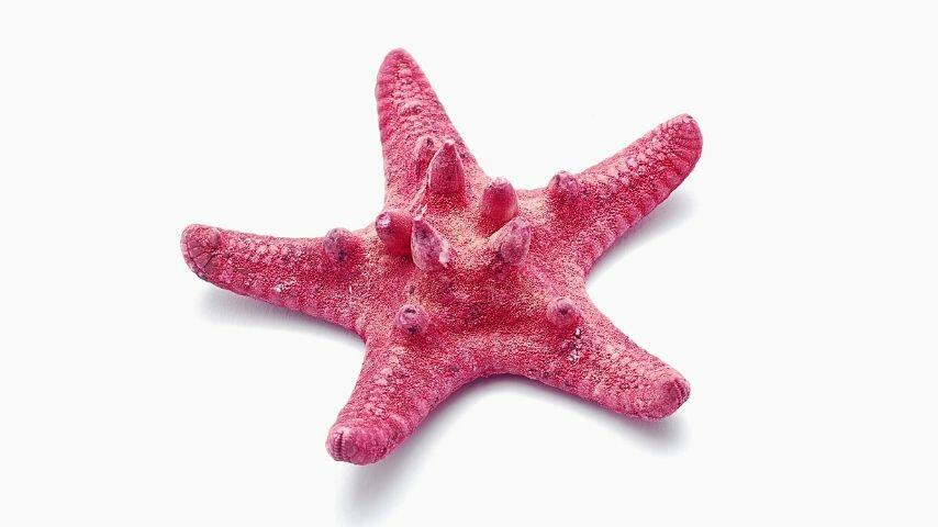 Naturally, starfishes shrivel into a ball or curl up when they dry out