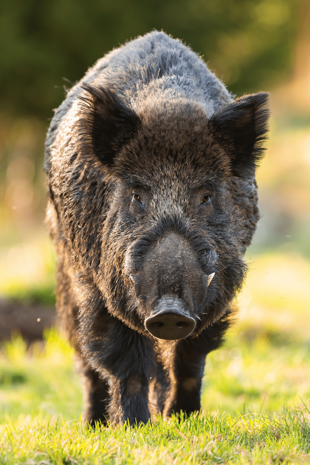 Not All Wild Boars Are Automatically Dangerous