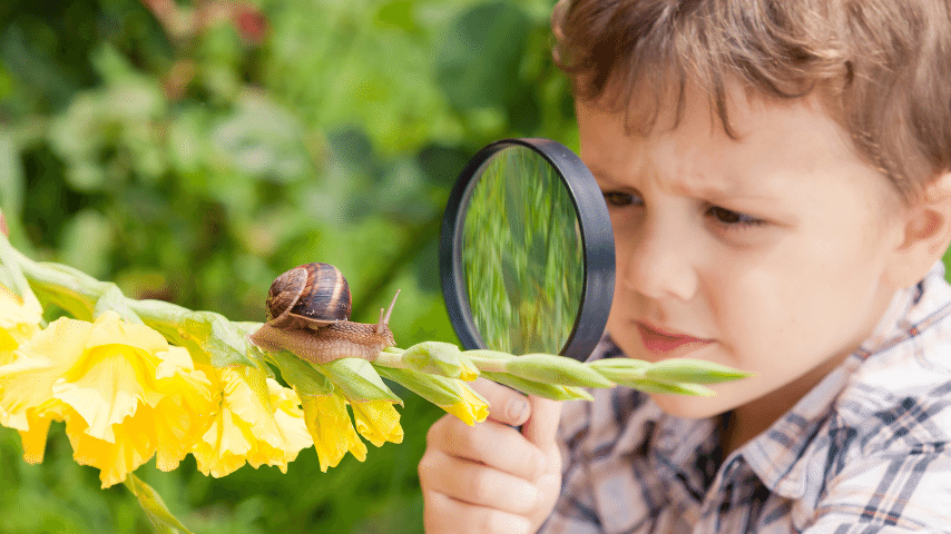 Observation And Study Snail