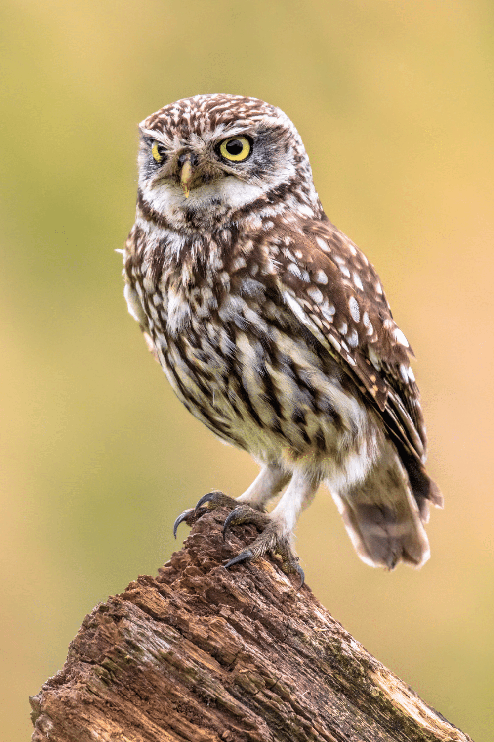Observation Of A Perched Owl