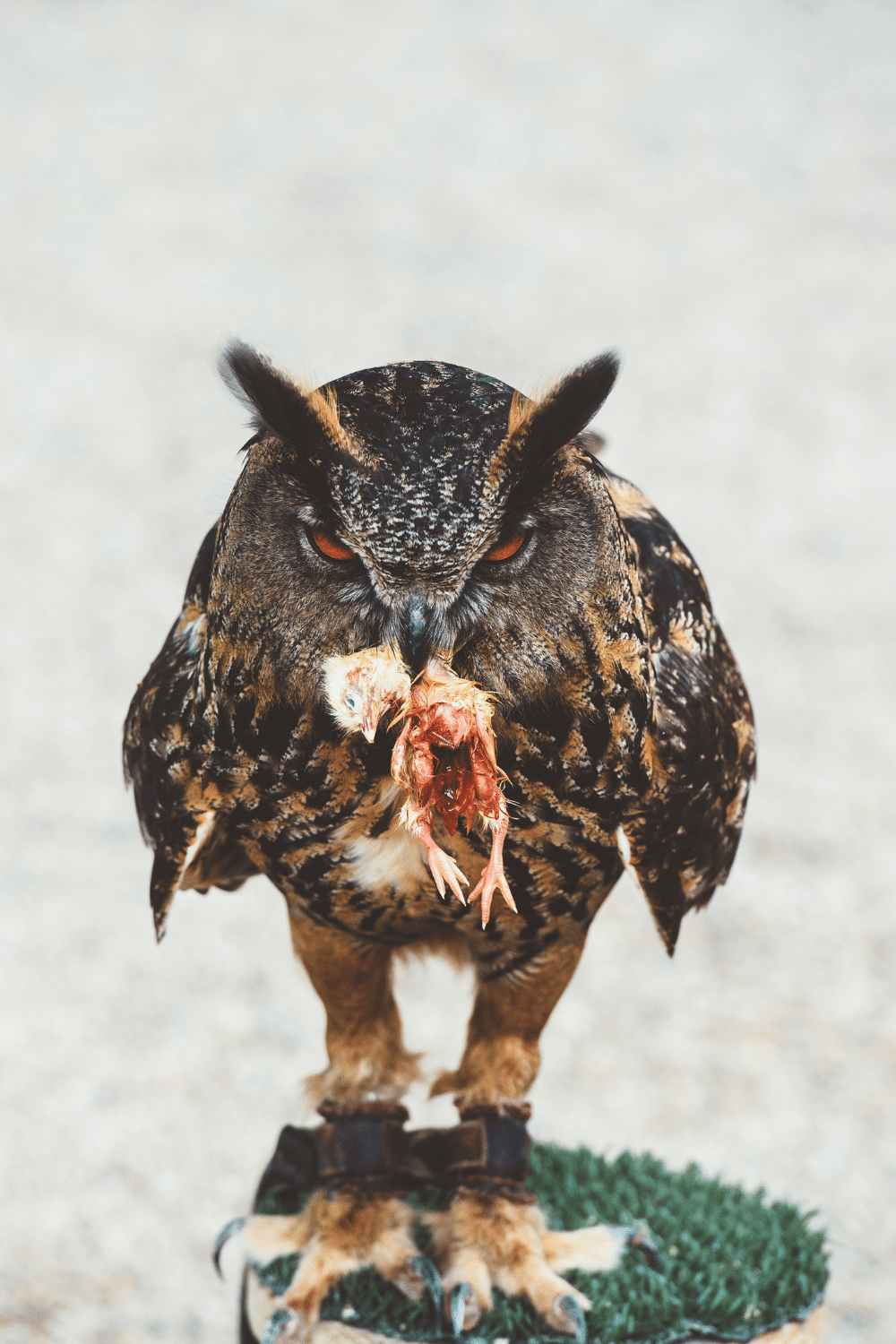 Observe An Owl That Is Killing Prey