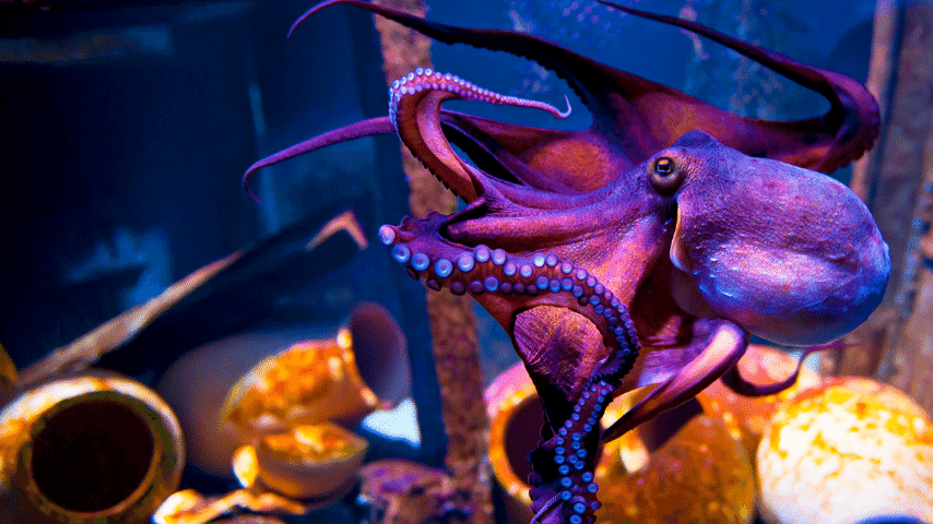 Octopuses don't have bones and have evolved powerful muscle fibers that arrange and rearrange themselves
