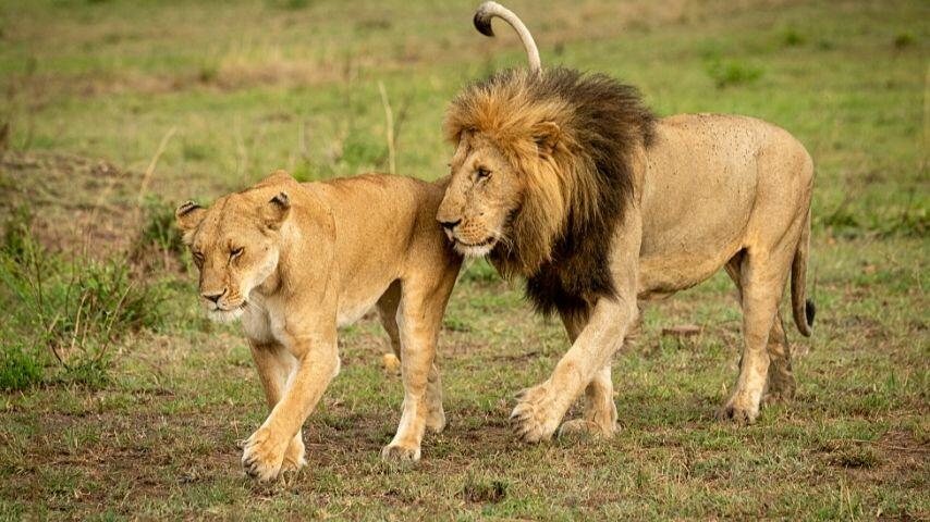 On average, male lions are 3.9 ft tall, while female lions are 3.3 ft tall