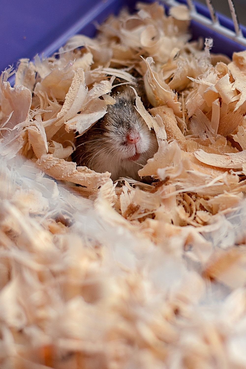 One sign that your hamster is overweight or obese is it becoming lazy and lethargic