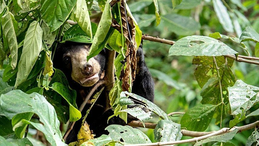 One way the Sun Bear cools itself off is by spending time at the very top of the trees