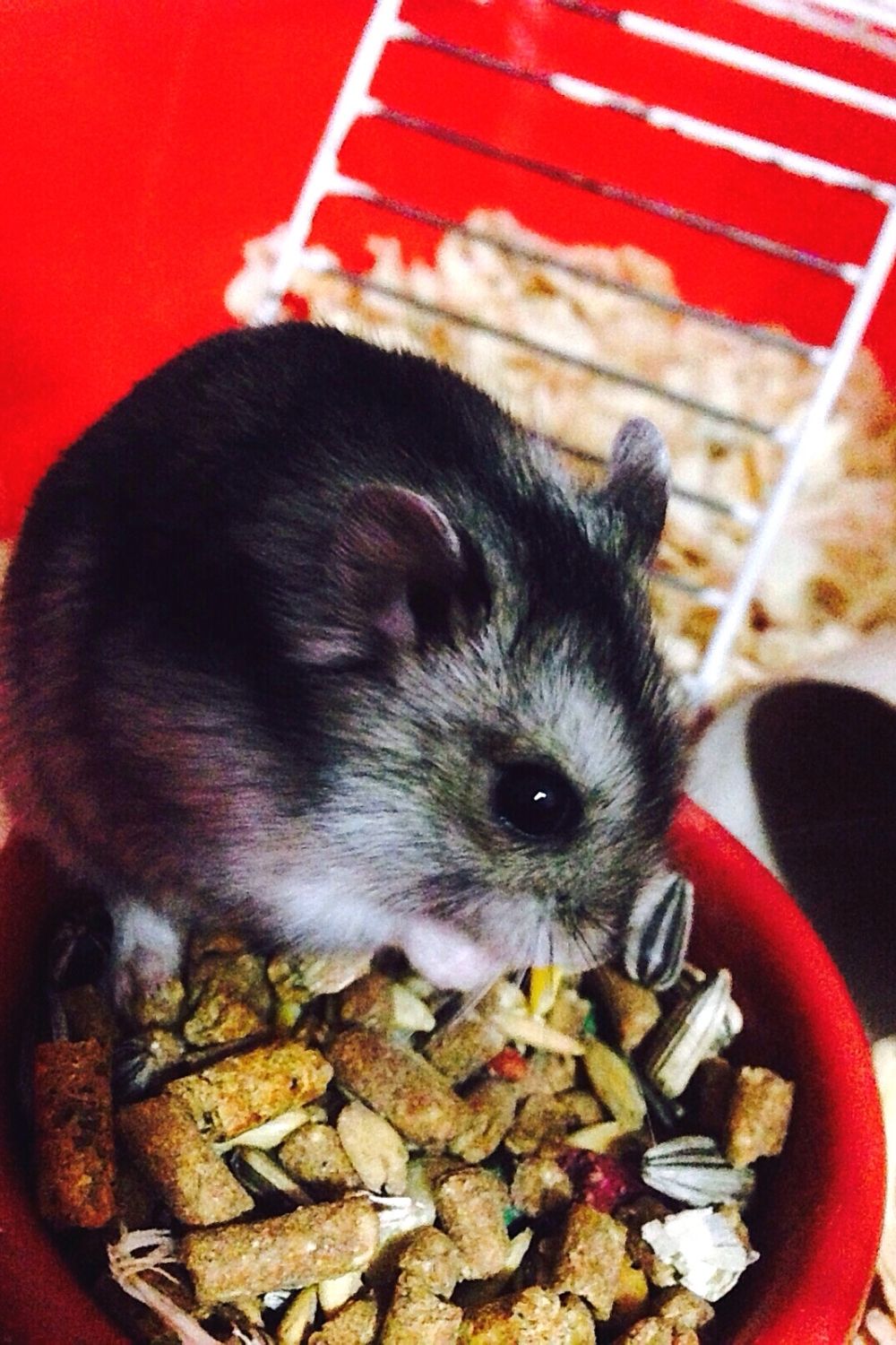 One way to make your hamster lose weight is to reduce the amount of food you're feeding it