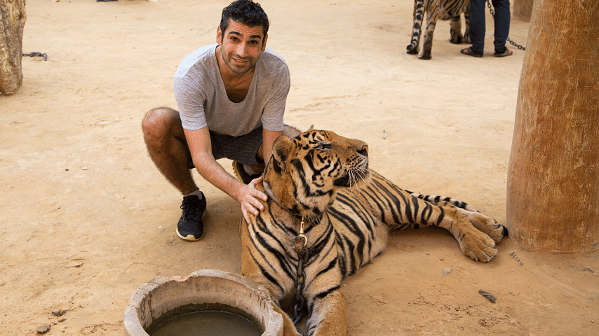 Ordinary Person Has Zero To no Chance Of Survival When Confronted By A Fully Mature, Adult Tiger