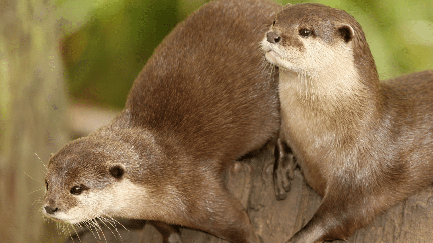 Otters