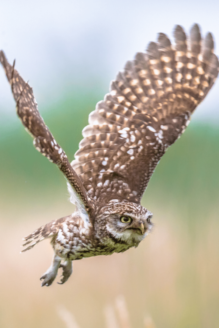 Youve Heard Owls Knees But Do You Know Its True Meaning - e8xyel6