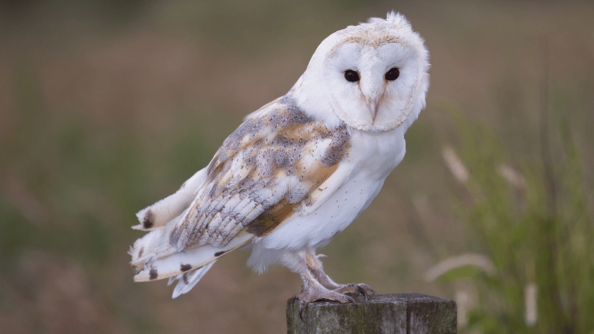 Owls While Roosting/Perching You Will Not See One With Their Legs Crossed