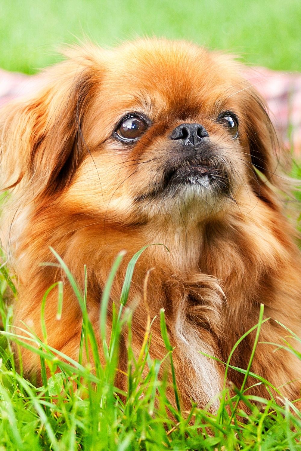 The Pekingese, though not a close resemblance to the Ewoks from Star Wars, is another dog breed that you can consider to care for
