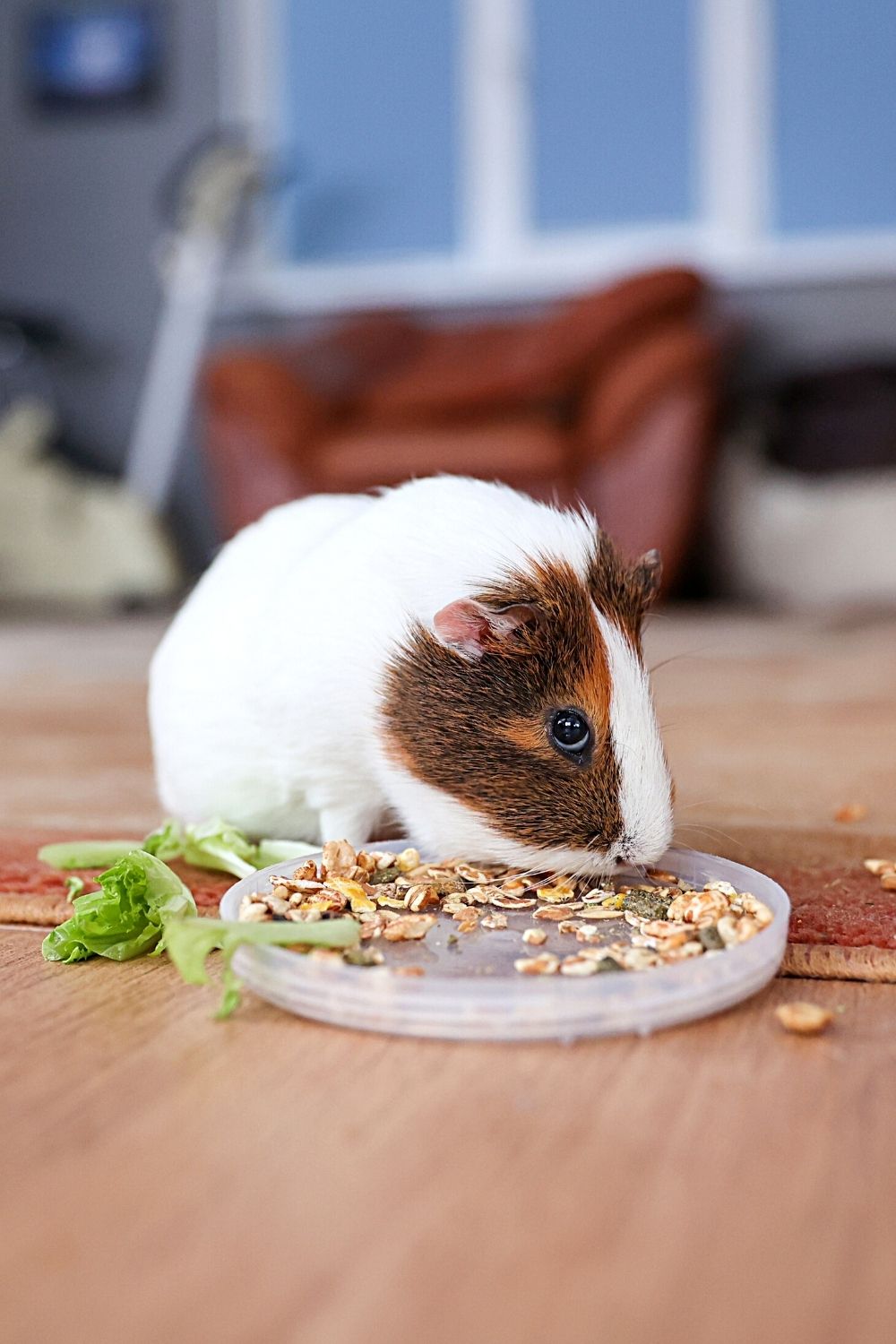 Pelleted rodent food should be your hamster's primary food, but you can supplement it with fruits and veggies