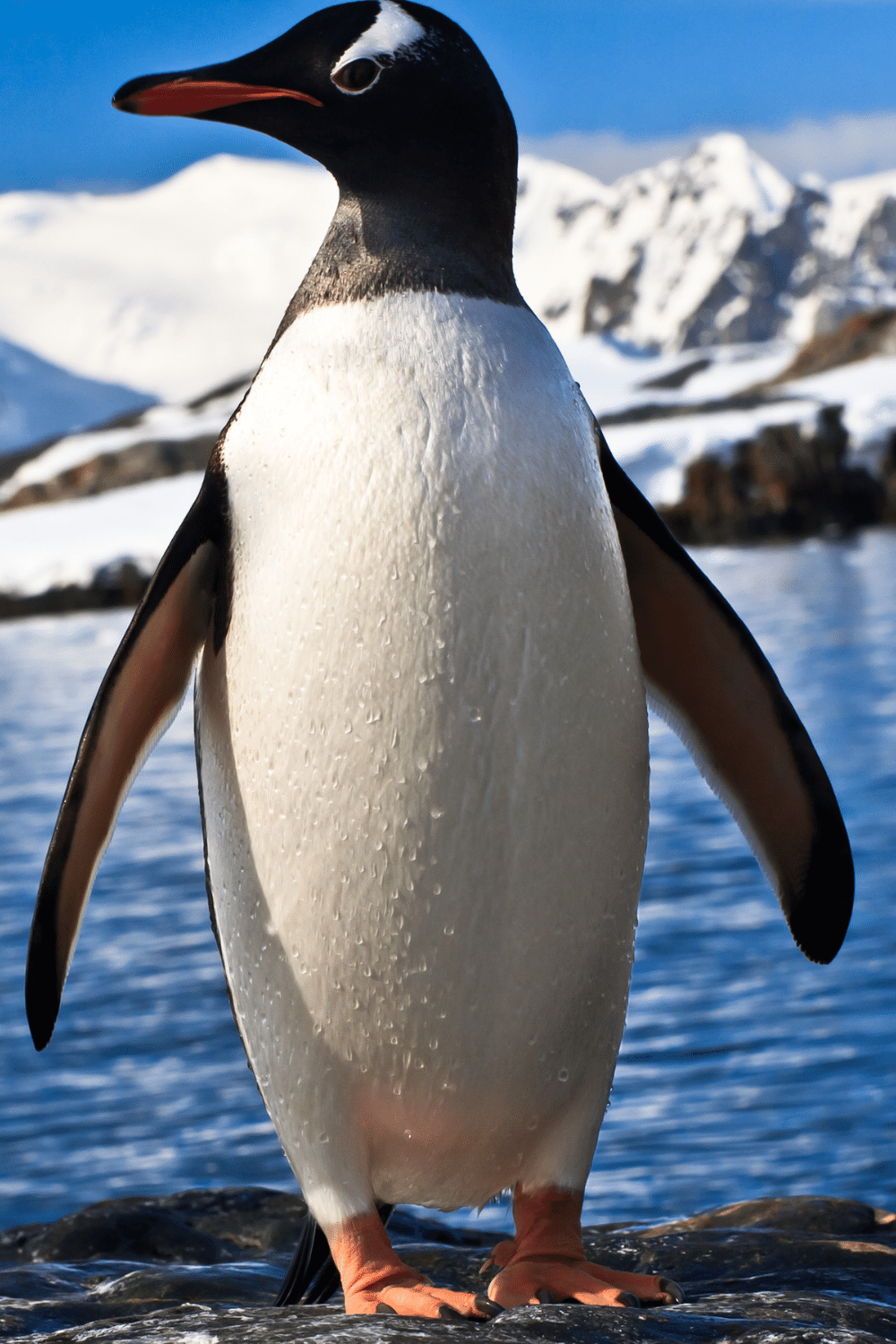 Penguin