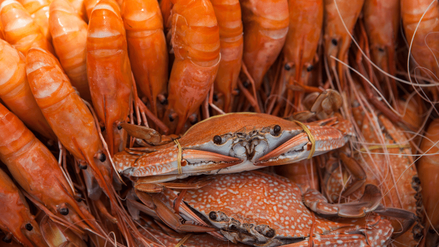 Phylum Arthropoda Such As Crabs And Shrimps Are All Common Invertebrates