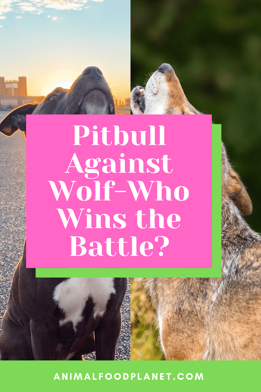 Pitbull Against Wolf-Who Wins The Battle