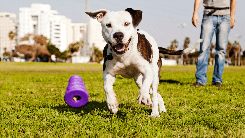 Pitbull (Canis lupus familiaris)