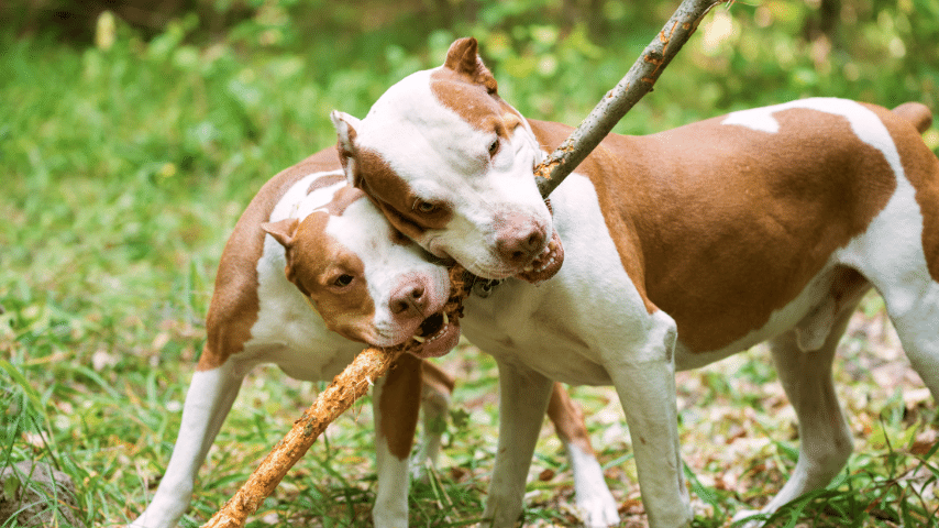 Pitbull's Bite Is About Three Times More Powerful Than Any Dog Bite