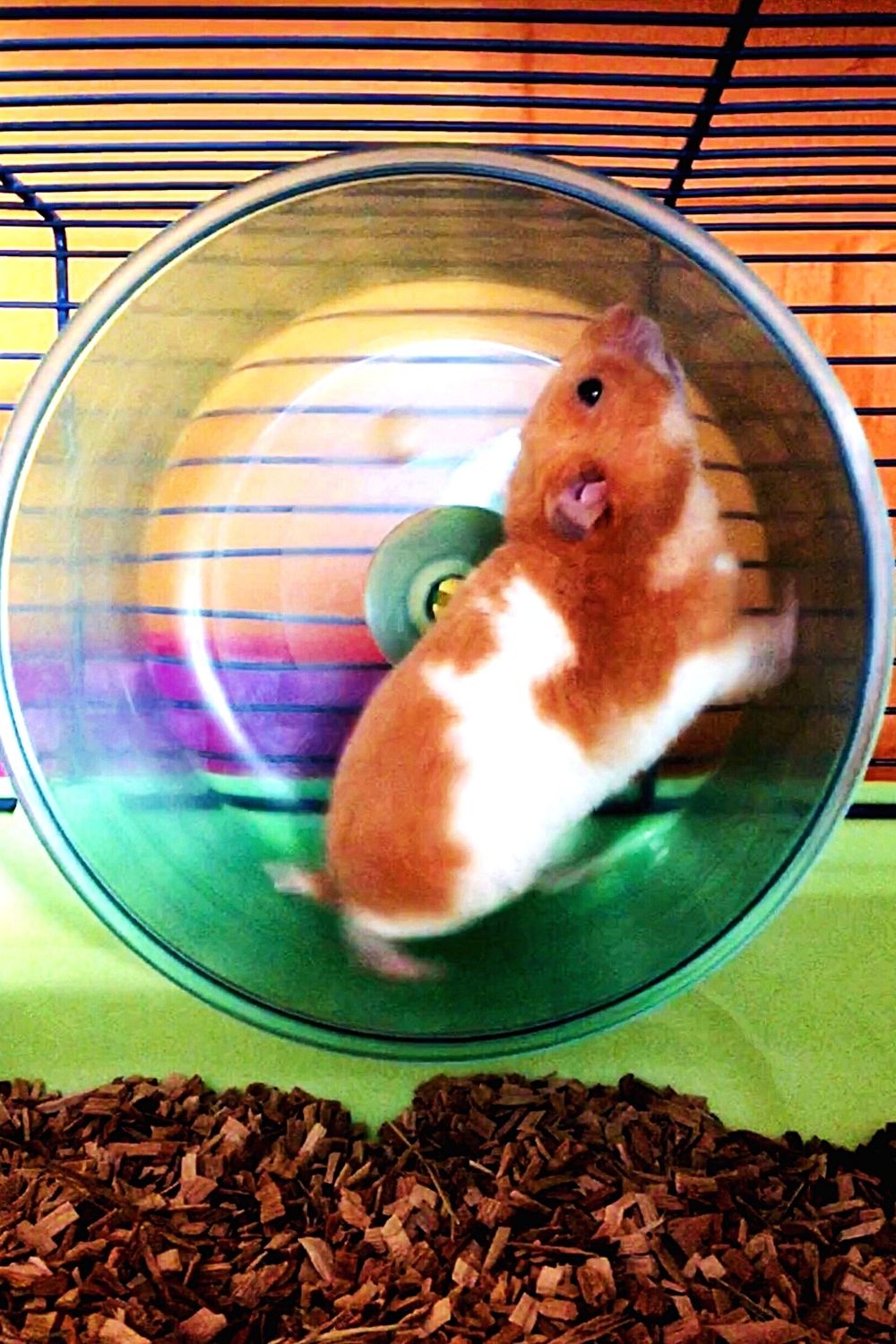 Placing a wheel inside your hamster's cage is another way of helping it to become more active
