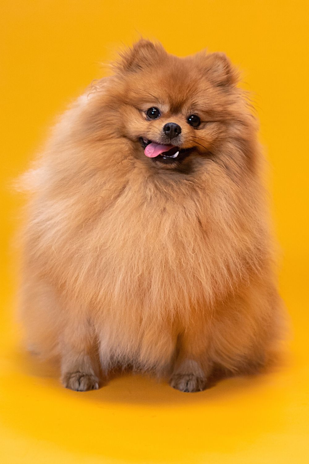 The Pomeranian looks more like the Ewoks from Star Wars as it enters adulthood