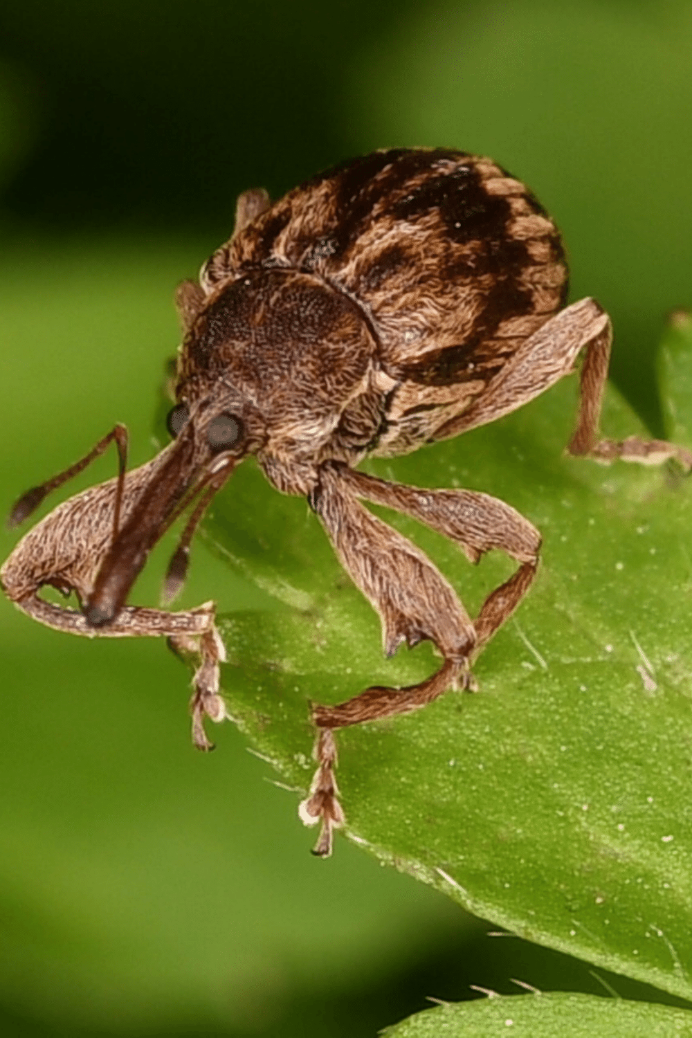 Poplar Weevils