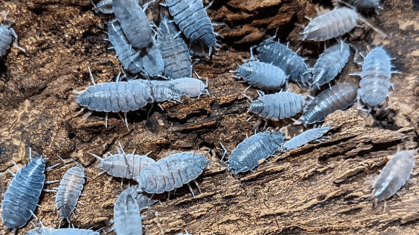 Powder Blue Isopods Multiply Faster And Thrive Better In Warm Conditions Photo Credit: @feedershack on Instagram!