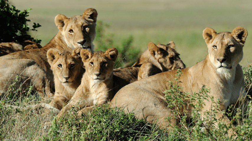 Pride A Group Dominated by Lionesses, a Few Males, and Cubs 