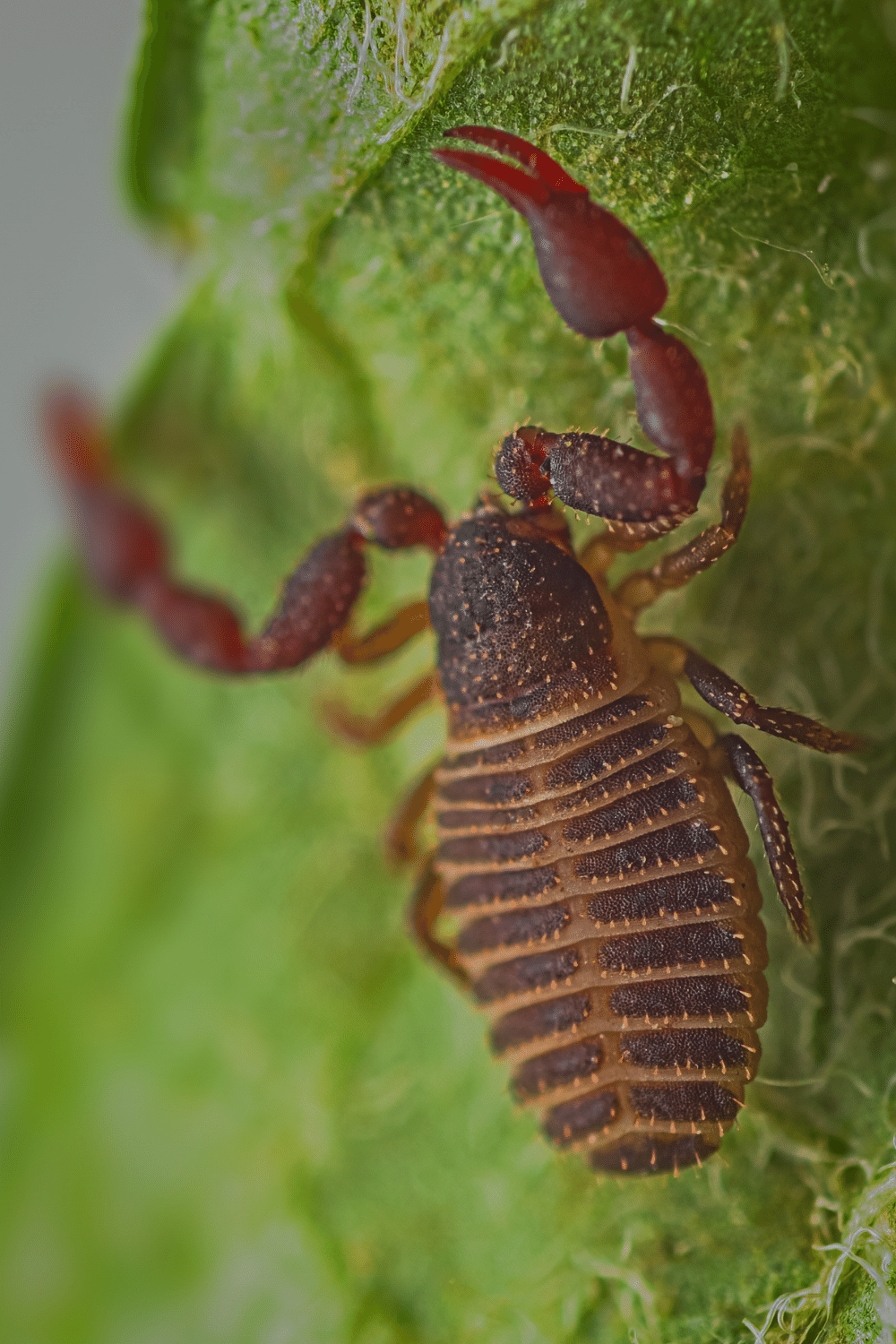 Pseudoscorpions