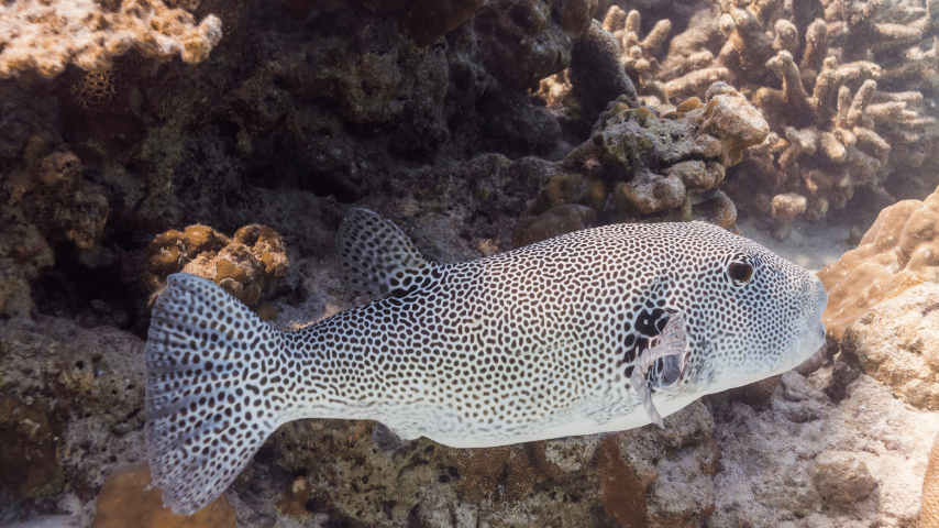 Pufferfish