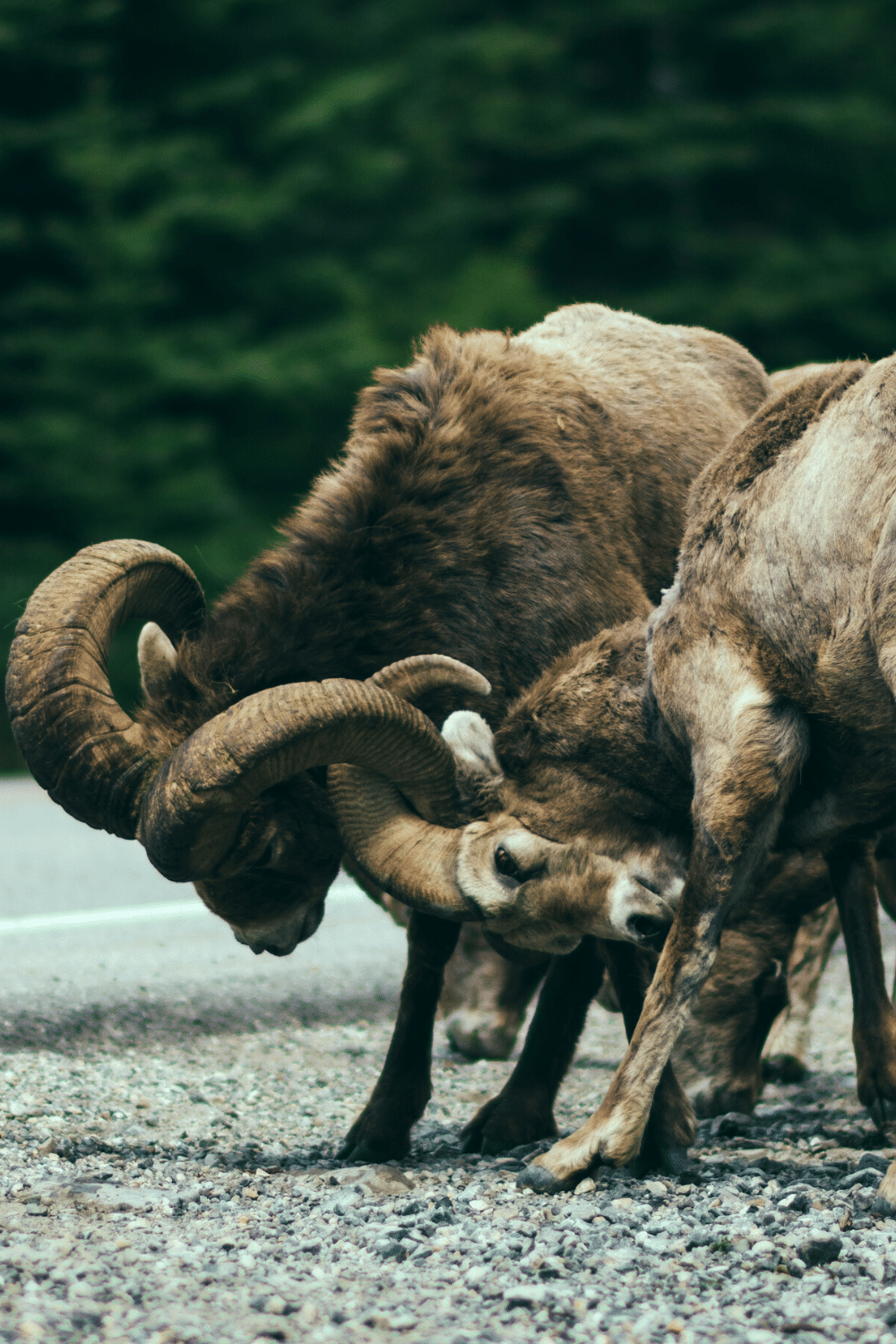 Ram Fighting Is Not Outlawed In Few Countries