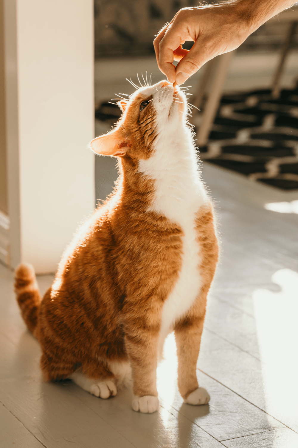 Reward Your Cat When It Retracts Its Claws During Kneading