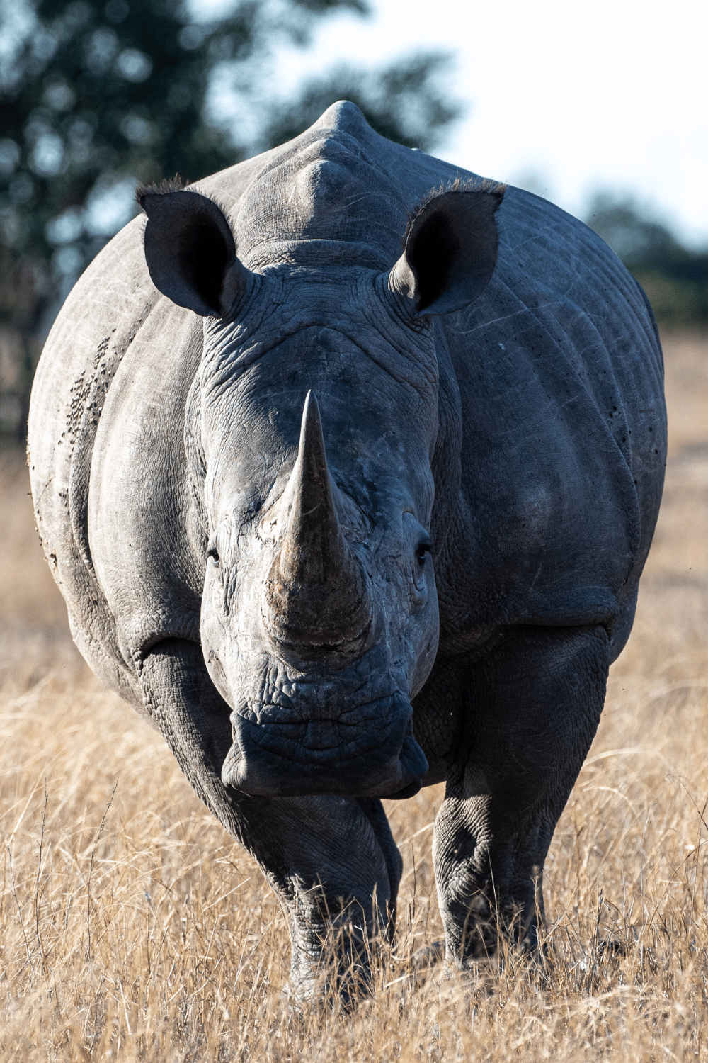 Rhino