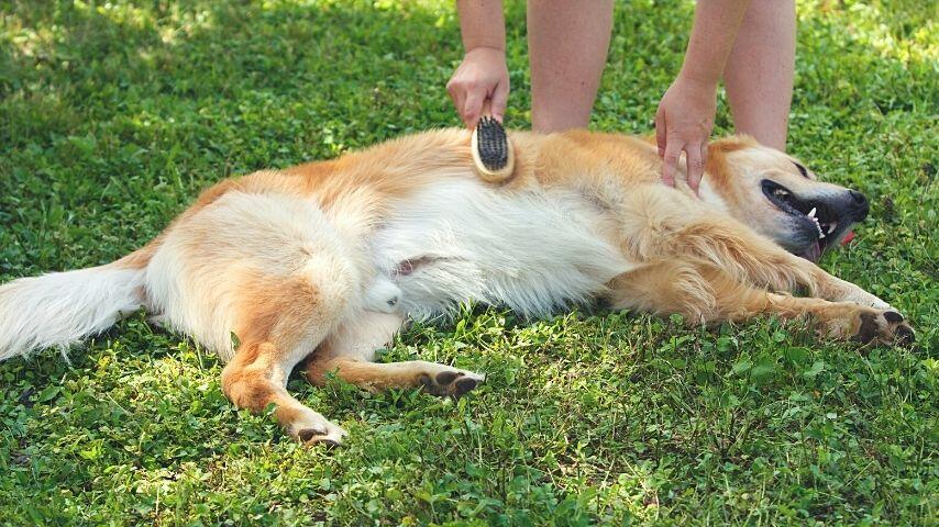 Rid of all the loose fur on your Golden Retriever by brushing it