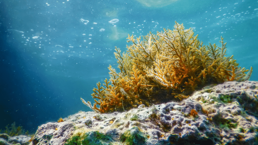 Seaweeds