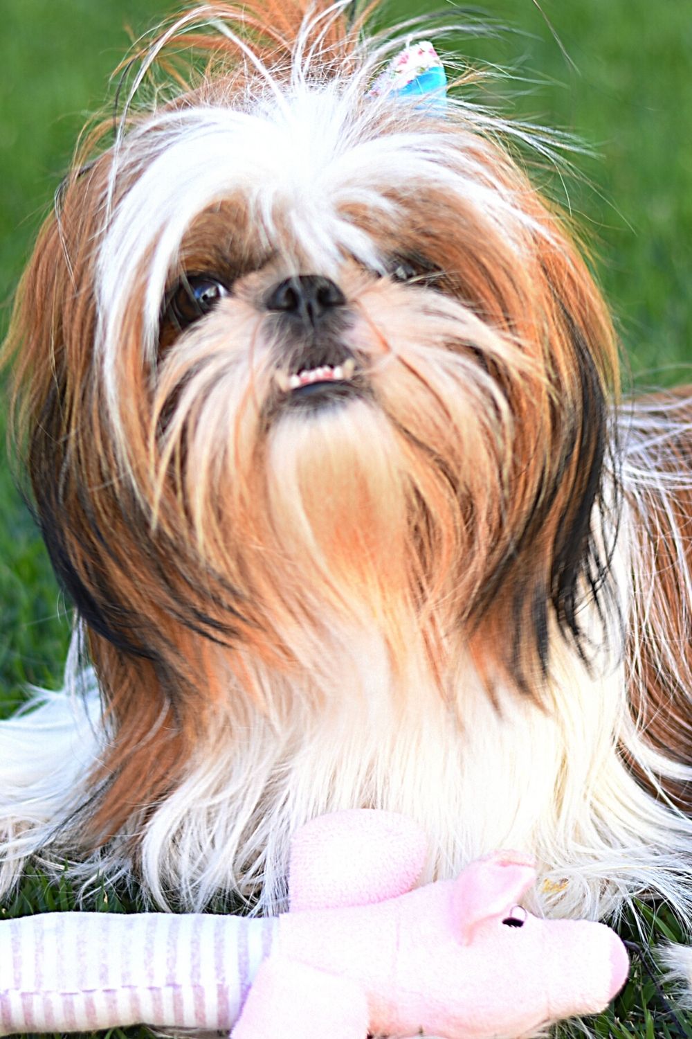 The Shih Tzu is another breed of dog that looks like the Ewoks of Star Wars