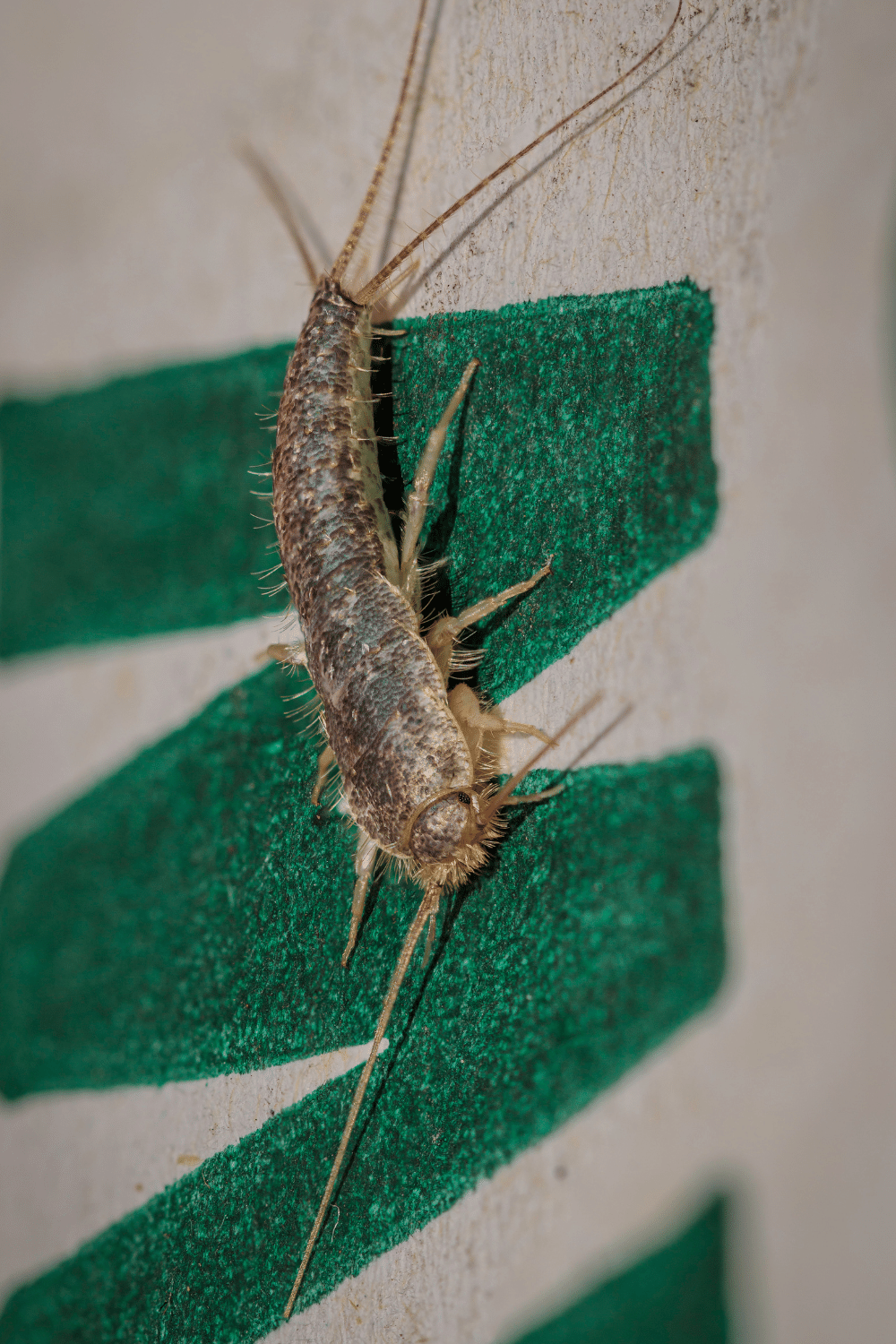 Silverfish