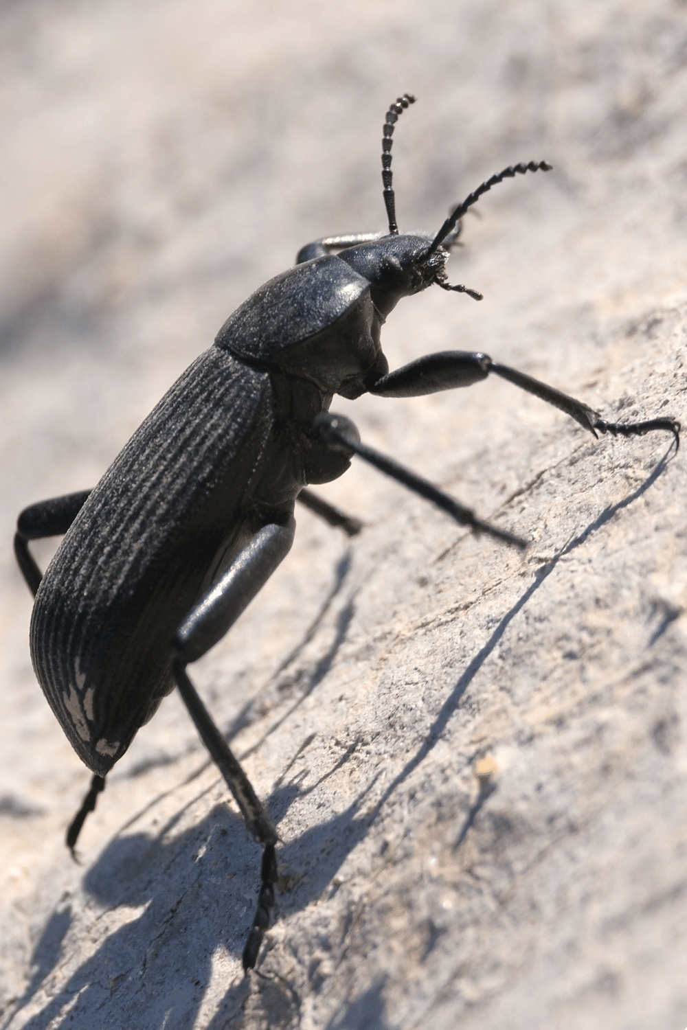 Skin Beetle