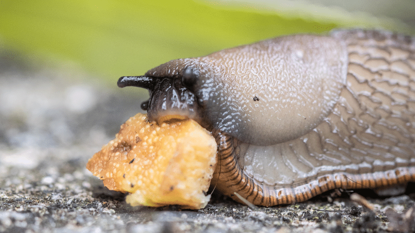 Snail Teeth Can Be Seen Off And On While Eating